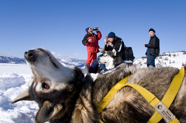 ホワイトホース 颯爽と走る！犬ぞり体験半日ツアー【午前または午後
