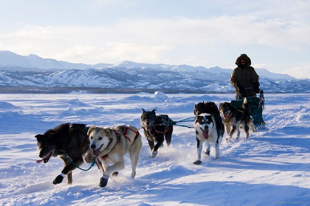 ホワイトホース 颯爽と走る！犬ぞり体験半日ツアー【午前または午後