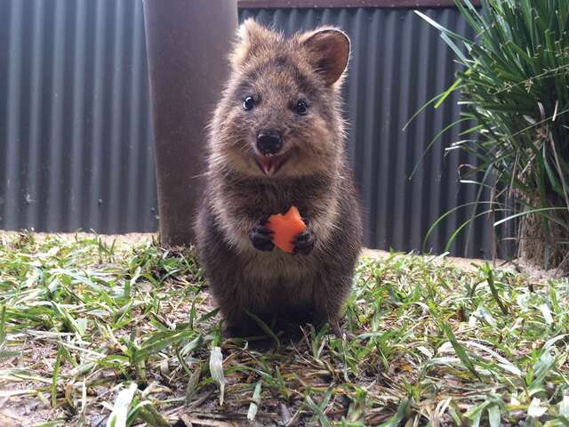 ケアンズ クォッカとコアラに会える動物園!!!キュランダコアラガーデン