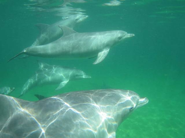 パース ドルフィン・スイム 野生のイルカと泳ごう!【期間限定9月～6月