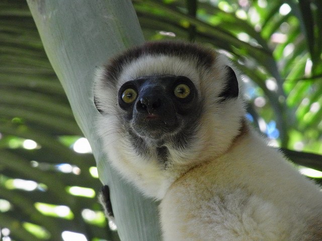ナイロビ 『アイアイ』に会いに行く！ マダガスカルの自然、動物たちに