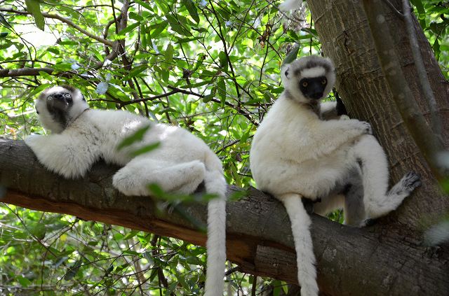 世界遺産ツィンギ・デ・ベマラ自然保護区＆モロンダバのバオバブ街道6
