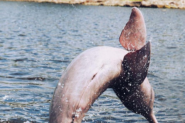 ピンクイルカスイミングと原住民族の村を訪問【マナウス発着/ 英語