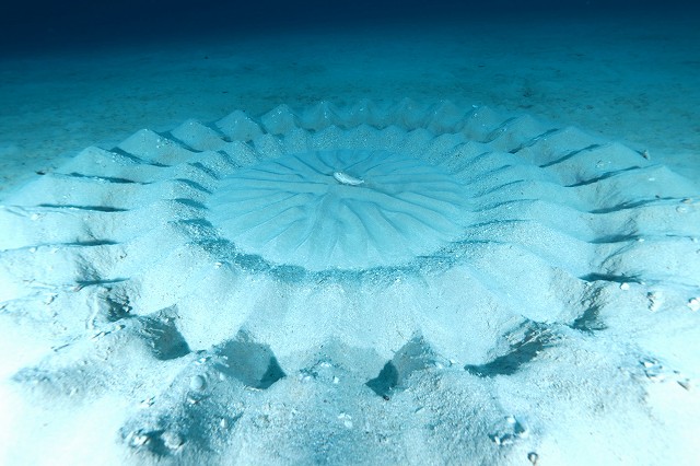 東洋のガラパゴスを体感！ネバーランド ファンダイビング【奄美大島