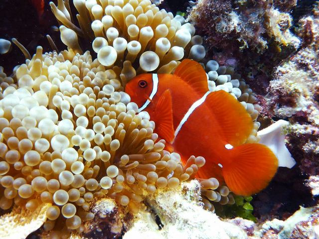 グレートバリアリーフといえば、ファインディングニモでお馴染みのクマノミ!