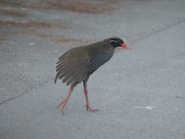 早朝バードウォッチング！やんばるの森でヤンバルクイナ観察【沖縄県