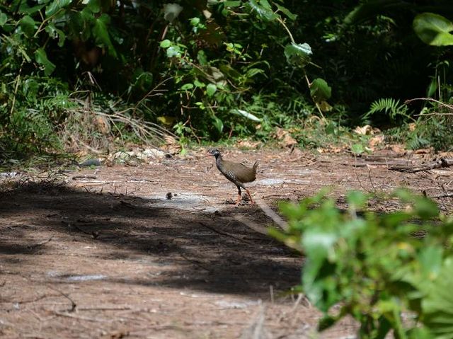 早朝バードウォッチング！やんばるの森でヤンバルクイナ観察
