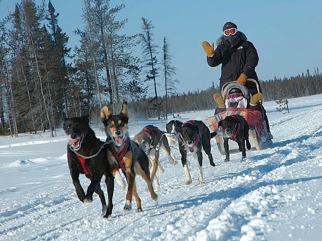 犬ぞり 犬ぞり操縦体験【3人乗りのソリを自分で操縦/ 日本語アシスタント付