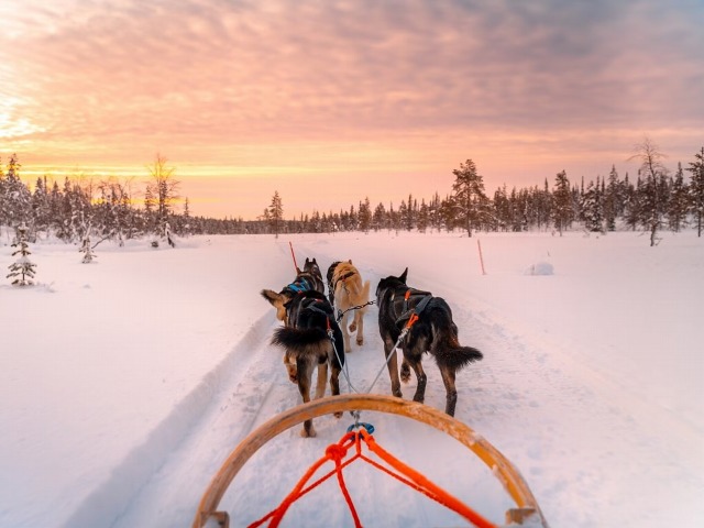 雪景色のフィンランドの森中を駆け抜ける！犬ぞりツアー【英語ガイド