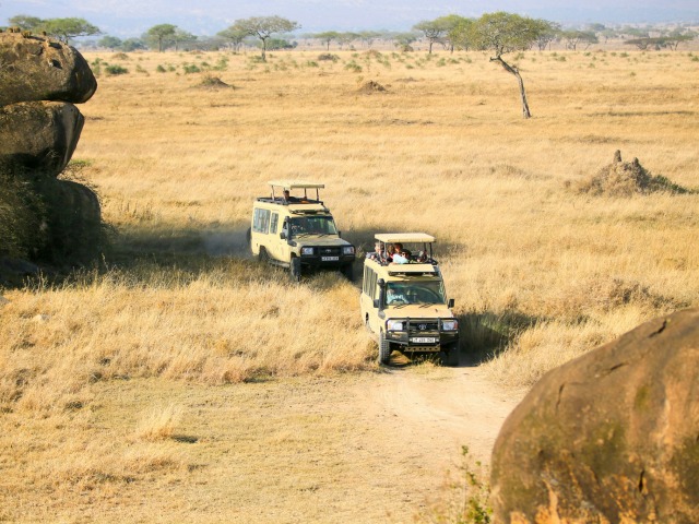 セイロンキシタアゲハ♂標本★スリランカ★ 106mm入手困難エリア鮮度抜群 セイロンキシタアゲハ♂標本☆スリランカ☆ 106mm入手困難エリア鮮度