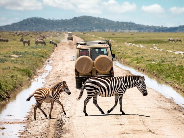 タンザニアサファリの王道！タランギーレ・セレンゲティ・ンゴロンゴロ