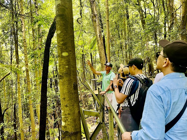 ウキウキ 見どころ盛り沢山のブルーマウンテンツアー|ホットホリデー