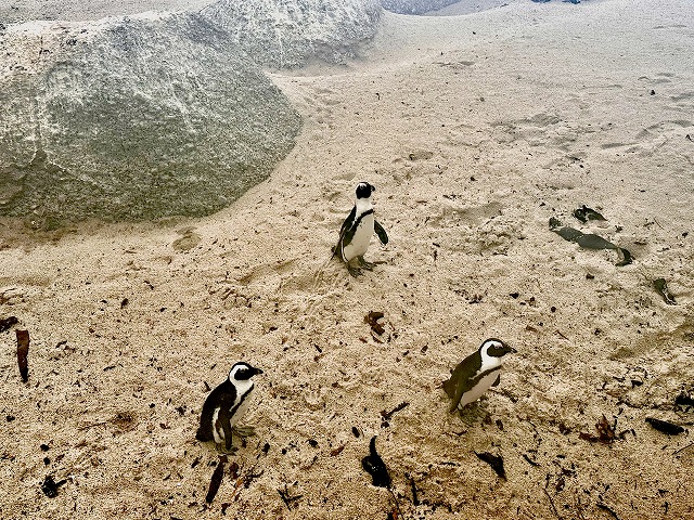 クルーズ利用の方にお勧め！喜望峰＆ケープ半島半日観光【ケープタウン