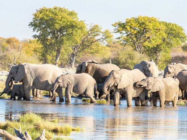 シャトルバスでナミビア周遊！ナミブ砂漠・カラハリ砂漠・エトーシャ