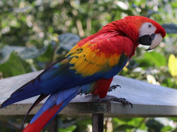 キュランダ村マーケットの中にあるバードワールドは、カラフルな鳥たち