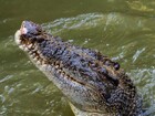 世界遺産キュランダとハートリース動物園 ...