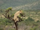 アカゲラ国立公園サファリ2泊3日！野生動物とルワンダの自然を満喫【キガリ発着/ 英語ガイド】