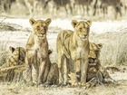 シャトルバスでナミビア周遊！カラハリ砂漠・ナミブ砂漠・スワコプムンド・ダマラランド・エトーシャ国立公園12日間【ウィントフーク空港発着】＋2日でフィッシュリバーキャニオン追加可能