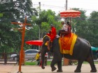 アユタヤ 半日観光（午前または午後）象乗り体験付き！