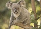 ケアンズ午後半日コアラ観光 【エコツーリズムオーストラリア 認定ツアー！】