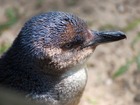 なるほど・日本語ガイド！ザ・ペンギン（フィリップ島）