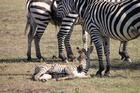 野生の動物王国ケニア 2泊3日の旅－マサイマラ国立保護区&ナクル湖国立公園 [ナイロビ発]