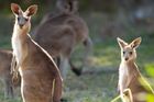 土ボタルと野生動物探検エコサファリ...