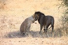 格安！動物の楽園タンザニアサファリ3泊4日の旅－マニヤラ湖・セレンゲティ・ンゴロンゴロ【アルーシャ発/ 専用車/英語ドライバーガイド】