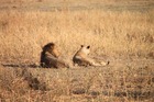 動物の楽園タンザニアサファリキャンプ4泊5日－マニヤラ湖・セレンゲティ・ンゴロンゴロ 【アルーシャ発/ 専用車/ 英語ドライバーガイド/バジェットキャンプ泊】