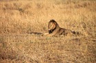 動物の楽園タンザニアサファリキャンプ5泊6日－マニヤラ湖・セレンゲティ・ンゴロンゴロ・タランギーレ【アルーシャ発/ 専用車/英語ドライバーガイド/ バジェットキャンプ泊】