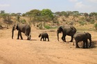 格安！動物の楽園タンザニアサファリ2泊3日の旅－マニヤラ湖・ンゴロンゴロ 【アルーシャ発/ 専用車/ 英語ドライバーガイド】