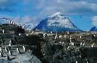 南米最南端のウシュアイアでペンギンを見よう！【期間限定10月～3月】