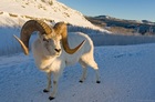 野生動物に会える！ユーコン州自然保護区を訪れる半日ツアー【午後発/期間限定8月～4月上旬】
