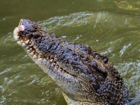 世界遺産キュランダとハートリース動物園 欲張り1日ツアー!!