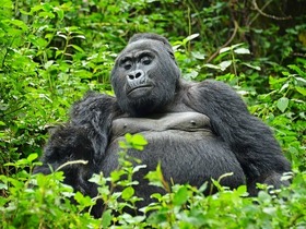 ルワンダ・ボルケーノ国立公園ゴリラトレッキング＆キガリ市内観光 2泊3日【キガリ空港発・キガリ市内終了/ 英語ガイド】