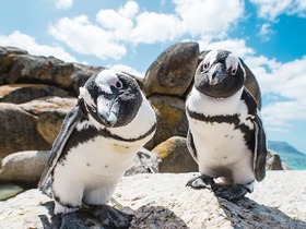 クルーズ利用の方にお勧め！ペンギン・ルイボスティー・チャップマンズピークを訪問【ケープタウン港発着/ 英語ガイド/ プライベート】