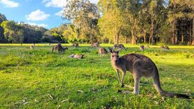 午後の世界遺産 スプリングブルック国立公園と野生動物探検