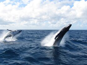 6月～10月期間限定！イルカとクジラに会えるモートン島・タンガルーマ・ホエールウォッチングクルーズ【ブリスベン市内送迎付き/イルカの餌付けプランあり】