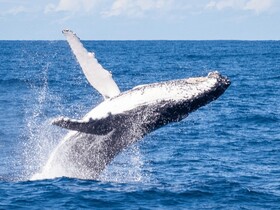 【6月～10月期間限定】大迫力のホェールウオッチングクルーズ・ランチ付き（ブリスベン市内から送迎可能）