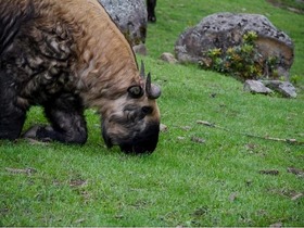 幸せの国・ブータン探訪3泊4日！タクツァン僧院、リンプン・ゾン、タムチョク寺、高さ51mのブッダ像、ロイヤル・タキン保護区を訪問【パロ国際空港発着 / 宿泊＋送迎＋観光 / 英語ガイド】※日本語ガイドの追加可能