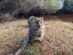 ロットネスト島 日本語おまかせ半日ツアー【自転車利用】