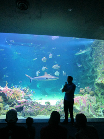 シーライフ・シドニー水族館