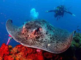 ヨンガラレック 日帰りダイビングツアー タウンズビル発(認定ダイバー対象)