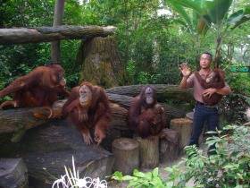 檻の無いオープンズー!シンガポール動物園（トラム乗車付）【オランウータンと朝食プランあり】