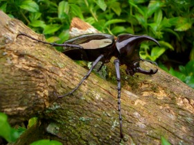 ボルネオ島昆虫採集体験ツアー～キパンディバタフライパーク