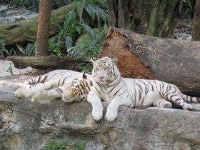 【2023年催行中止】午後発！よくばりシンガポール動物園とナイトサファリ！