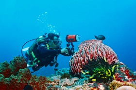 PADI5スター エナ・ダイブセンターによるスペシャリティーコース ダイビングの楽しみを広げよう!