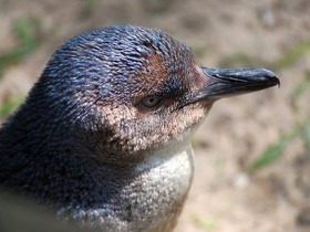 なるほど・日本語ガイド！ザ・ペンギン（フィリップ島）