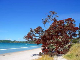 2019年10月以降 JTB NZ 販売中止**ワイヘキ島ワインツアー (ワイヘキ島発)