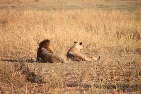 動物の楽園タンザニアサファリキャンプ4泊5日－マニヤラ湖・セレンゲティ・ンゴロンゴロ 【アルーシャ発/ 専用車/ 英語ドライバーガイド/バジェットキャンプ泊】